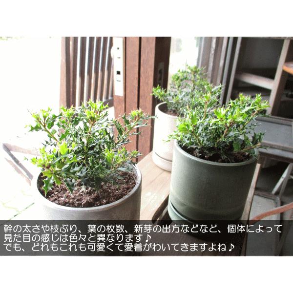 縁起木＊魔除け/天然野生の可愛い柊さん【柊＊ひいらぎ＊鉢植え】可愛いディスプレイ 姫ヒイラギ 3.5号鉢サイズ 鉢植え 魔除けの木 厄除けの木