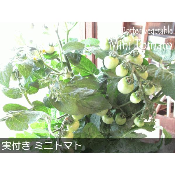 実付き ミニトマト 5号鉢サイズ 鉢植え 薫る花 ほれほれトマト とまと 野菜 果樹 フルーツ 鉢花 ベランダ ガーデン ガーデニング 父の日特集 Tomato 01 薫る花 通販 Yahoo ショッピング