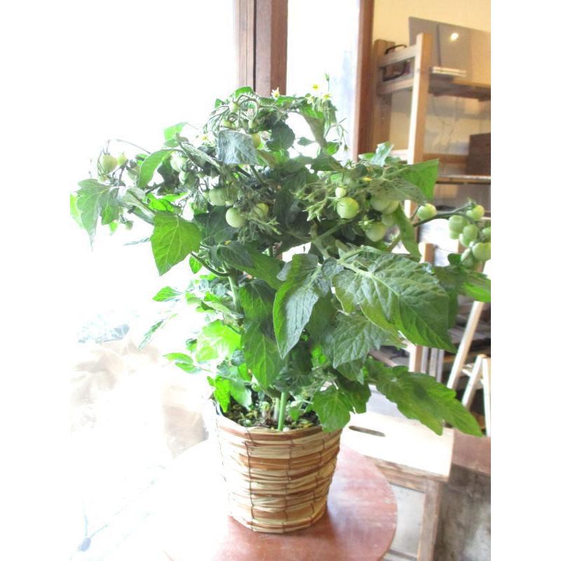 実付き ミニトマト 5号鉢サイズ 鉢植え 薫る花 ほれほれトマト とまと 野菜 果樹 フルーツ 鉢花 ベランダ ガーデン ガーデニング 父の日特集 Tomato 01 薫る花 通販 Yahoo ショッピング