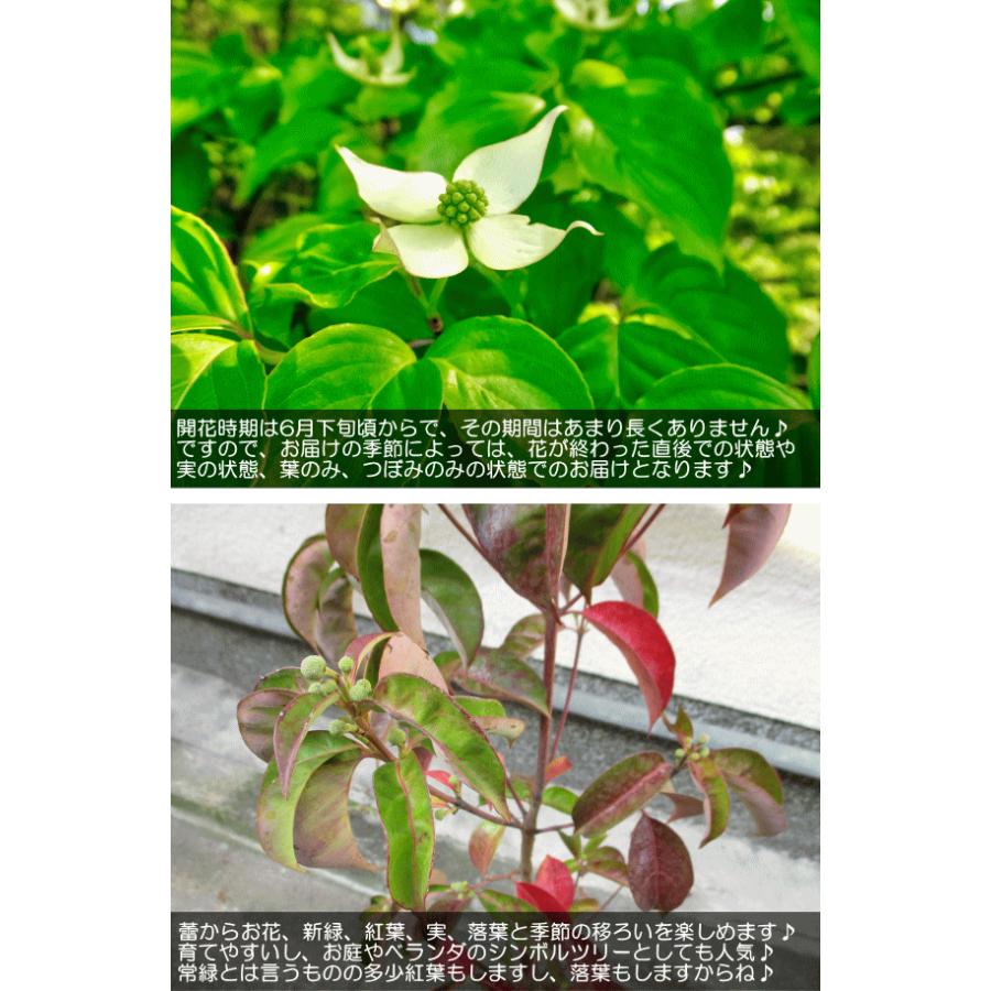 常緑ヤマボウシ 月光 ホンコンエンシス 白花 苗木 接木ポット苗 山法師 送料無料 薫る花 庭木 植木 花木 シンボルツリー 落葉樹 ガーデニング 園芸 Tree 01 薫る花 通販 Yahoo ショッピング