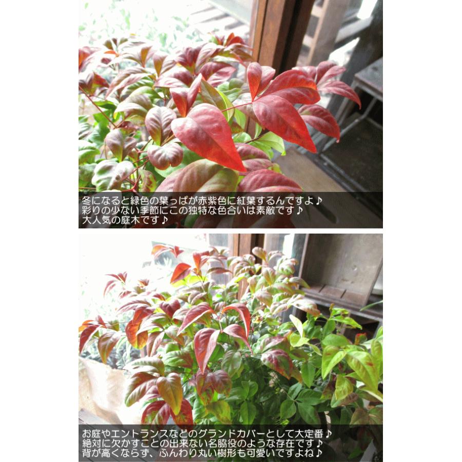 お多福南天 オタフクナンテン 5号鉢サイズ 鉢植え 苗木 紅葉 お多福ナンテン 送料無料 薫る花 庭木 植木 花木 シンボルツリー 常緑樹 ガーデニング 園芸 Tree 02 薫る花 通販 Yahoo ショッピング