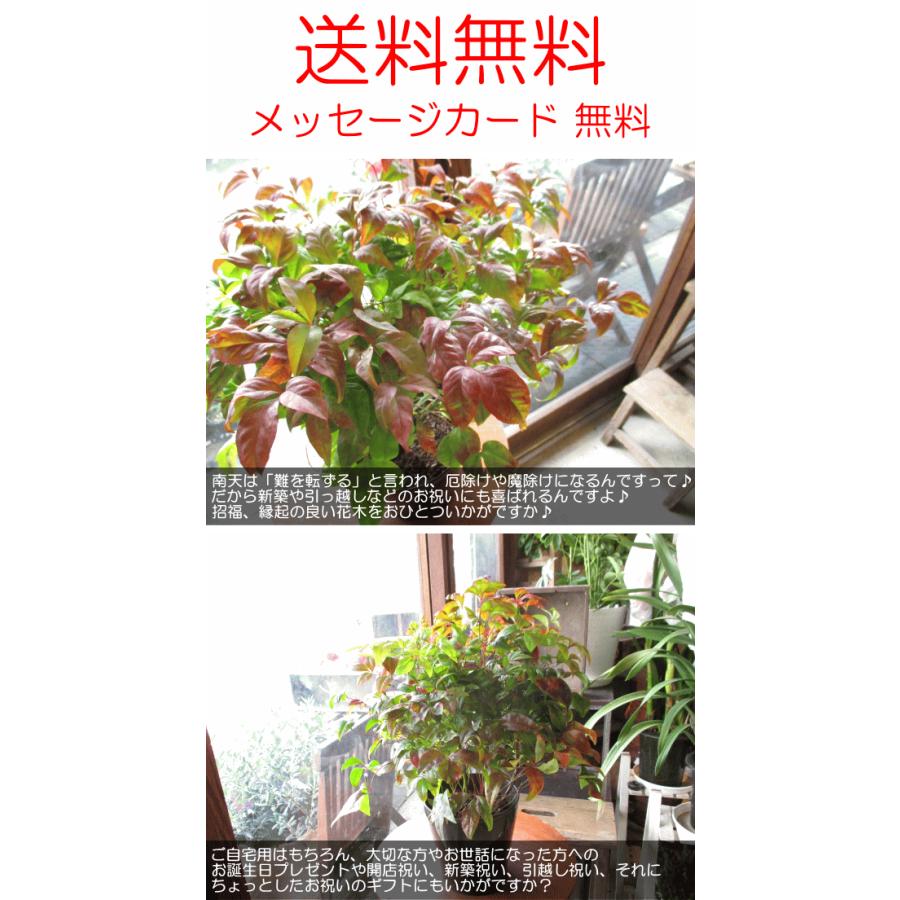 お多福南天 オタフクナンテン 5号鉢サイズ 鉢植え 苗木 紅葉 お多福ナンテン 送料無料 薫る花 庭木 植木 花木 シンボルツリー 常緑樹 ガーデニング 園芸 Tree 02 薫る花 通販 Yahoo ショッピング