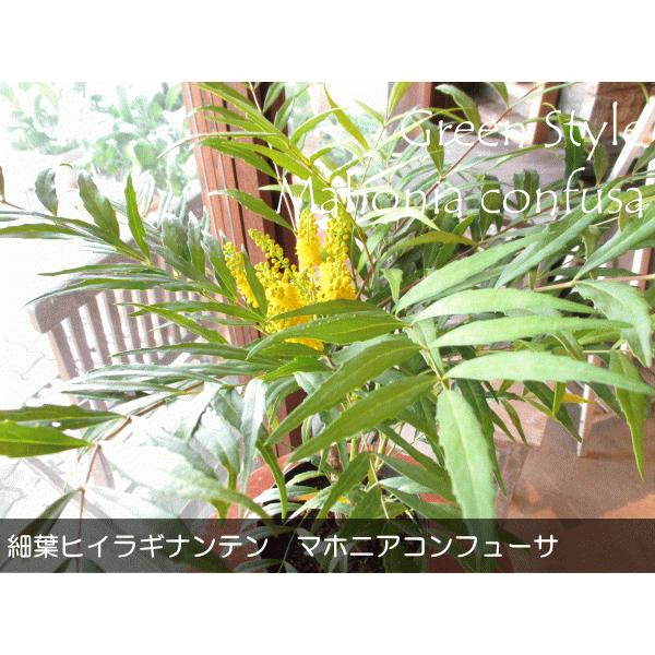 細葉ヒイラギナンテン マホ二アコンフューサ 5号鉢サイズ 鉢植え