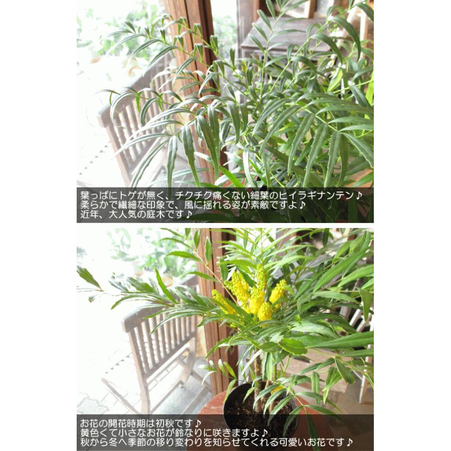 細葉ヒイラギナンテン マホ二アコンフューサ 5号鉢サイズ 鉢植え 苗木