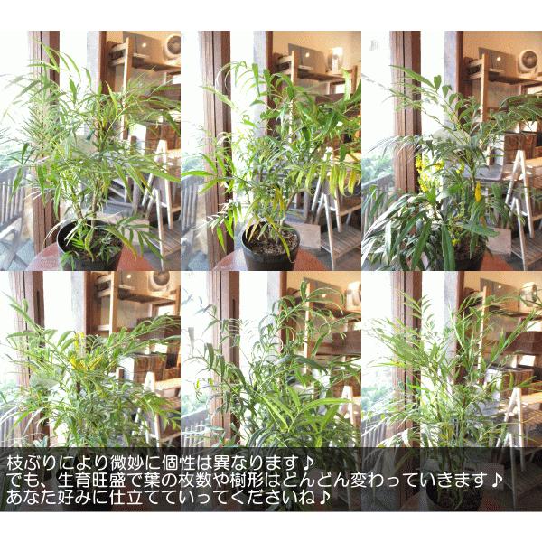 細葉ヒイラギナンテン マホ二アコンフューサ 5号鉢サイズ 鉢植え 苗木