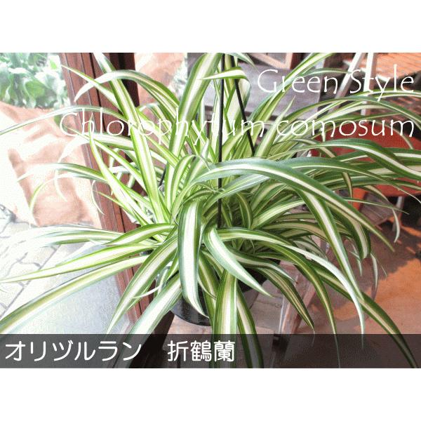 オリヅルラン 折鶴蘭 5号吊り鉢 鉢植え オリズルラン 吊り下げ ぶら下げ 壁掛け 薫る花 庭木 観葉植物 おしゃれ インテリアグリーン 小型 ミニ Tree 05 薫る花 通販 Yahoo ショッピング