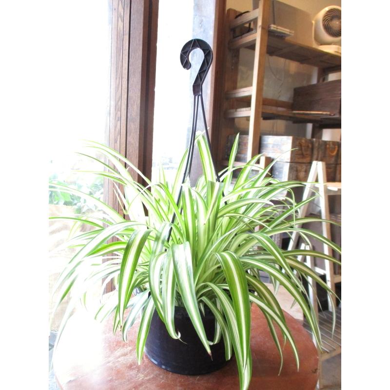 オリヅルラン 折鶴蘭 5号吊り鉢 鉢植え オリズルラン 吊り下げ