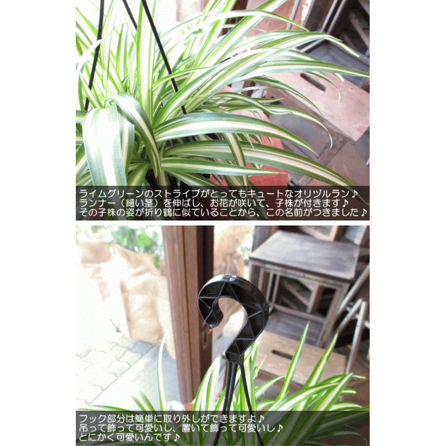 オリヅルラン 折鶴蘭 5号吊り鉢 鉢植え オリズルラン 吊り下げ