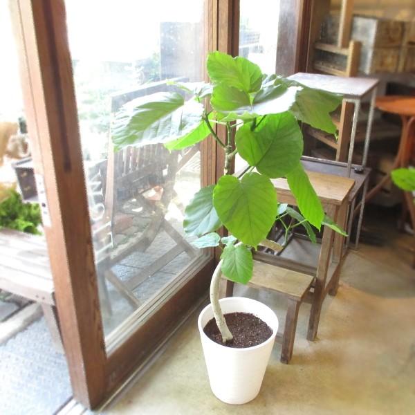 公式 フィカス ウンベラータ 曲がり仕立て 8号鉢サイズ 白色 セラアート鉢 鉢植え ゴムの木 送料無料 薫る花 観葉植物 おしゃれ ゴムノキ Umbellata 02 薫る花 通販 Yahoo ショッピング Web限定 Web Escgroup Com