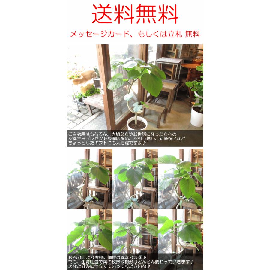 アウトレット送料無料 フィカス ウンベラータ 曲がり仕立て 8号鉢サイズ 白色 セラアート鉢 鉢植え ゴムの木 送料無料 薫る花 観葉植物 おしゃれ インテリアグリーン 大型 中型 ウンベラータゴム ゴムノキ お誕生日プレゼント ギフト 贈り物 開店祝い 引越し祝い 新築