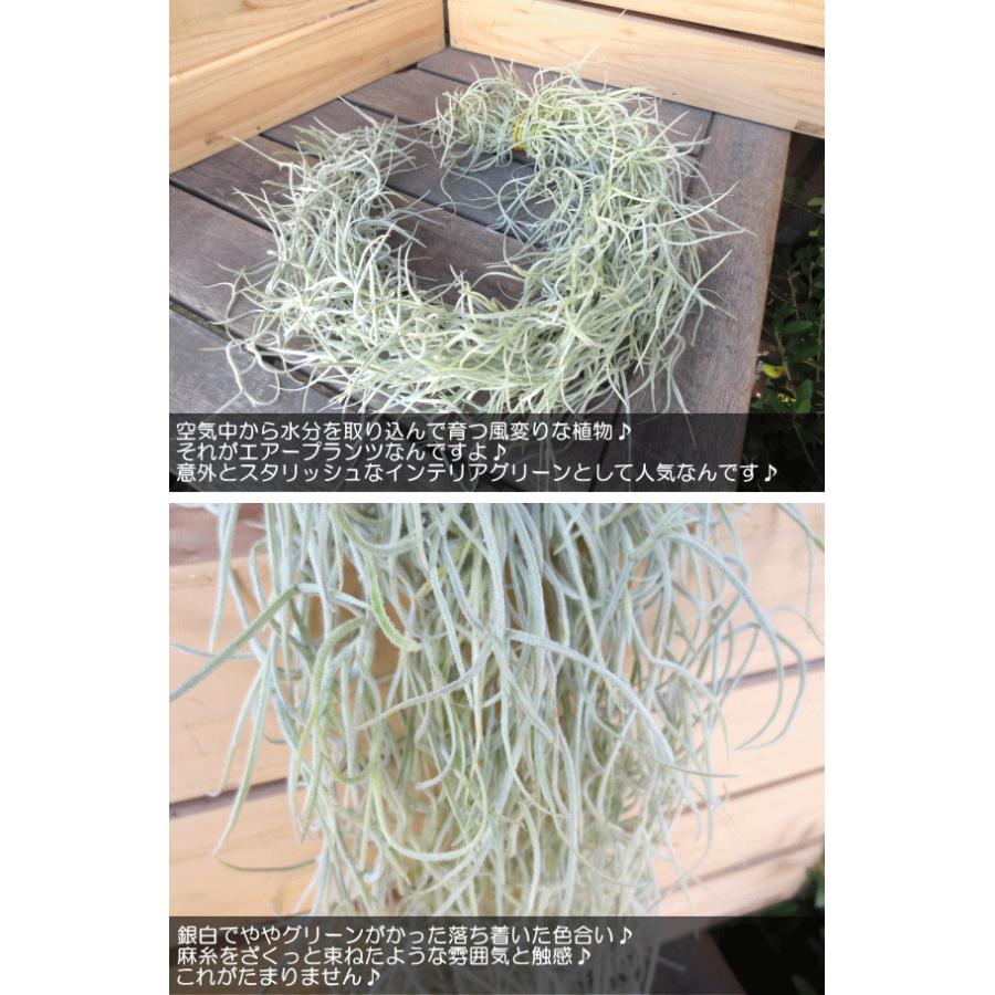 エアープランツ チランジア ウスネオイデス スパニッシュモス インテリア 北欧 雑貨 風水 エアプランツ プレゼント ミニ観葉 観葉植物 Usneoides 01 薫る花 通販 Yahoo ショッピング