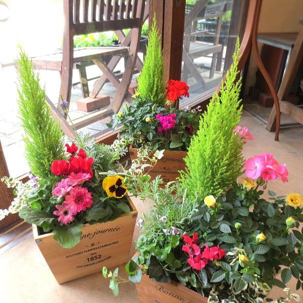 季節のおまかせ寄せ植え 鉢色選べるスクエアウッドボックス鉢植え 寄せ植え アソート 花苗 鉢花 ハーブ プレゼント 誕生日 開店祝い 引越し ガーデニング Yoseue 07 薫る花 通販 Yahoo ショッピング
