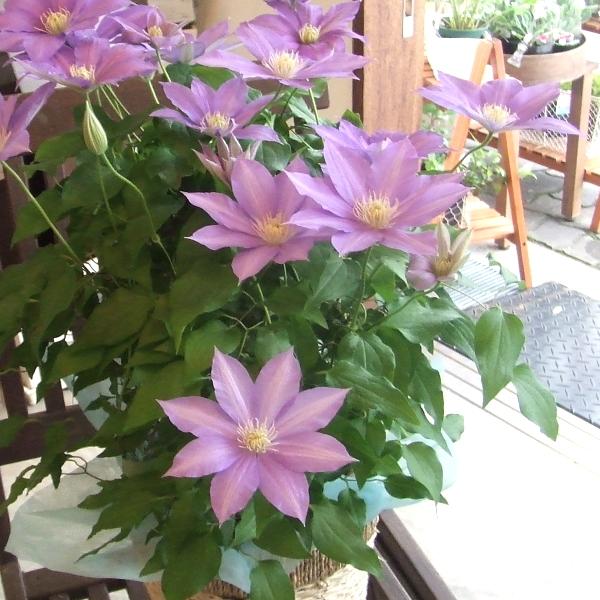 超歓迎 クレマチス Hfヤング 6号鉢サイズ 鉢植え 花 フラワー 鉢花 プレゼント ギフト 贈り物 テッセン 母の日ギフト 母の日特集 22年 保障できる Www Aqtsolutions Com