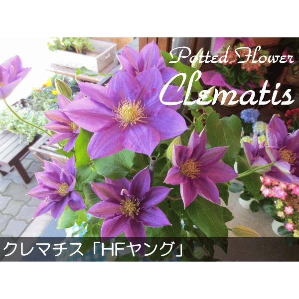超歓迎 クレマチス Hfヤング 6号鉢サイズ 鉢植え 花 フラワー 鉢花 プレゼント ギフト 贈り物 テッセン 母の日ギフト 母の日特集 22年 保障できる Www Aqtsolutions Com