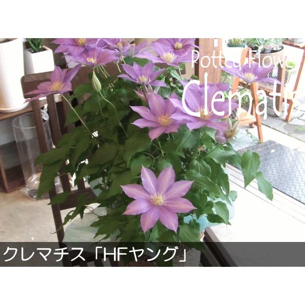クレマチス HFヤング 6号鉢サイズ 鉢植え 花 フラワー 鉢花 プレゼント