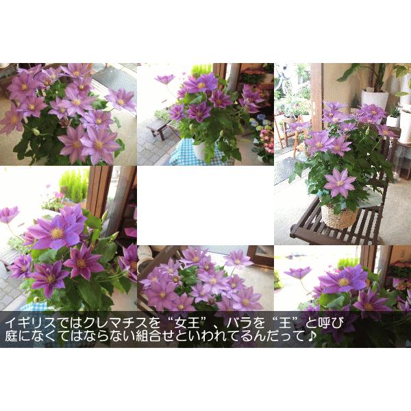 クレマチス HFヤング 6号鉢サイズ 鉢植え 花 フラワー 鉢花 プレゼント ギフト 贈り物 テッセン 母の日ギフト 母の日特集 2024年