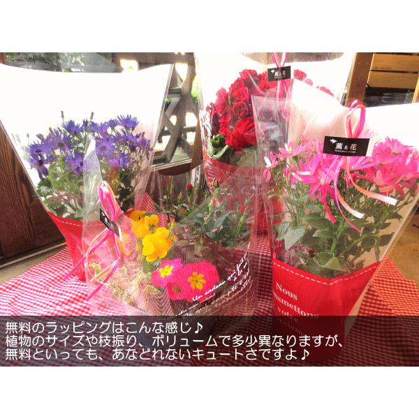 クレマチス HFヤング 6号鉢サイズ 鉢植え 花 フラワー 鉢花 プレゼント ギフト 贈り物 テッセン 母の日ギフト 母の日特集 2024年｜kaoruhana｜06