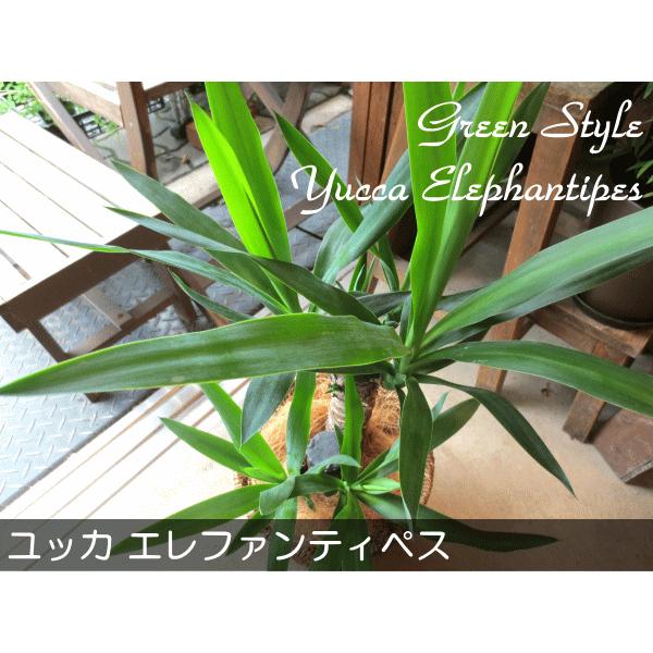 ユッカ エレファンティペス（青年の木）6号鉢サイズ 鉢植え 観葉植物