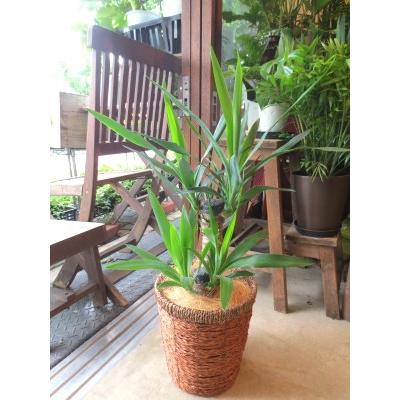 ユッカ エレファンティペス（青年の木）6号鉢サイズ 鉢植え 観葉植物