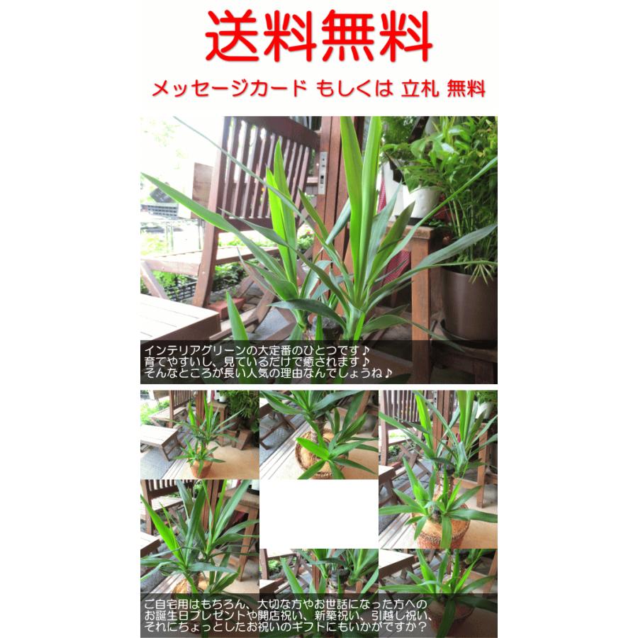 ユッカ エレファンティペス（青年の木）6号鉢サイズ 鉢植え 観葉植物