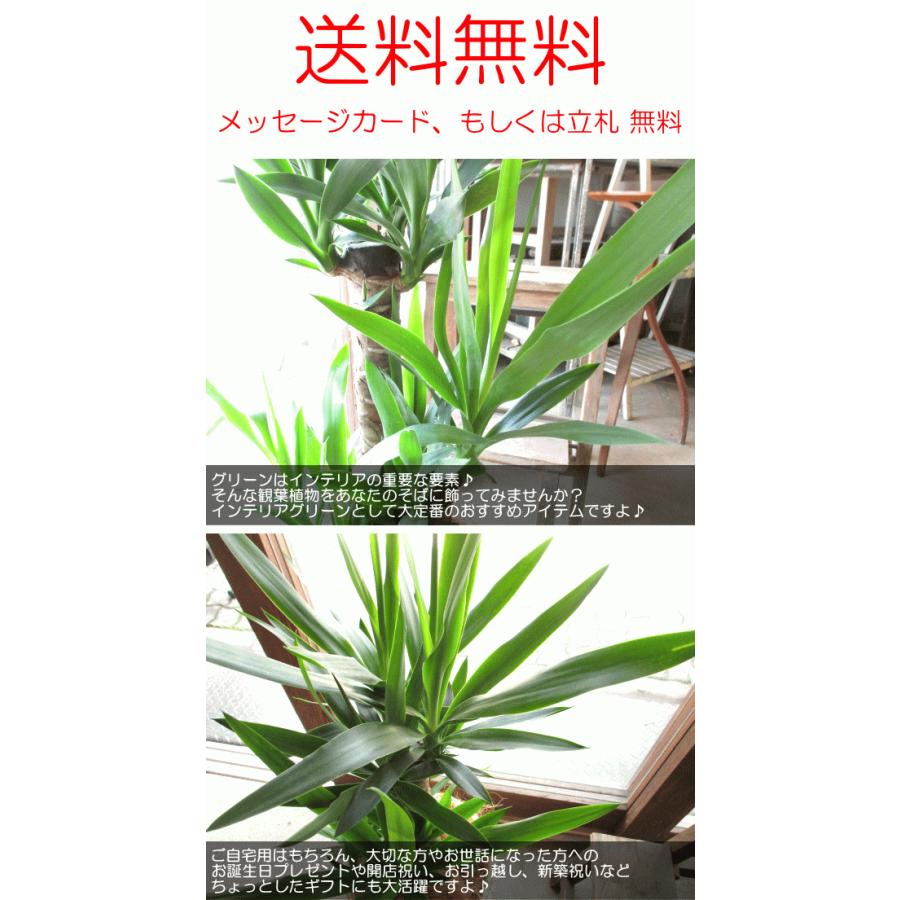ユッカ エレファンティペス 青年の木 7号鉢サイズ 鉢植え ユッカ エレファンティペス 青年の木 7号鉢サイズ 鉢植え