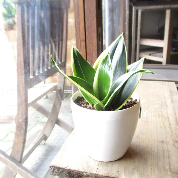 サンスベリア ハニー 3.5号鉢サイズ 鉢植え サンセベリア トラノオ 薫る花 ミニ観葉植物 おしゃれ インテリアグリーン 誕生日プレゼント 開店祝い 人気（Yahoo!・薫る花）
