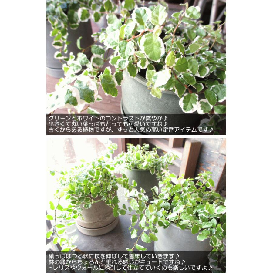 斑入り フィカス プミラ サニーホワイト 鉢色選べる