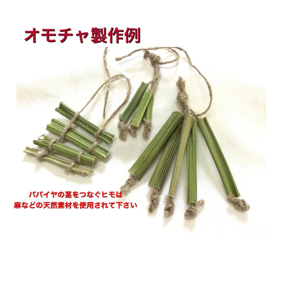 大容量　3500g　(国産・高品質)乾燥パパイヤの茎（無農薬・有機肥料） パパイヤの茎 中型インコ 大型インコ 農薬不使用 : カリブベッツラボ