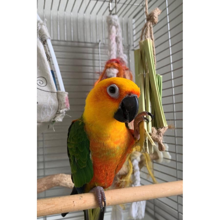パパイヤの茎 中型インコ 大型インコ 農薬不使用 : カリブベッツラボ