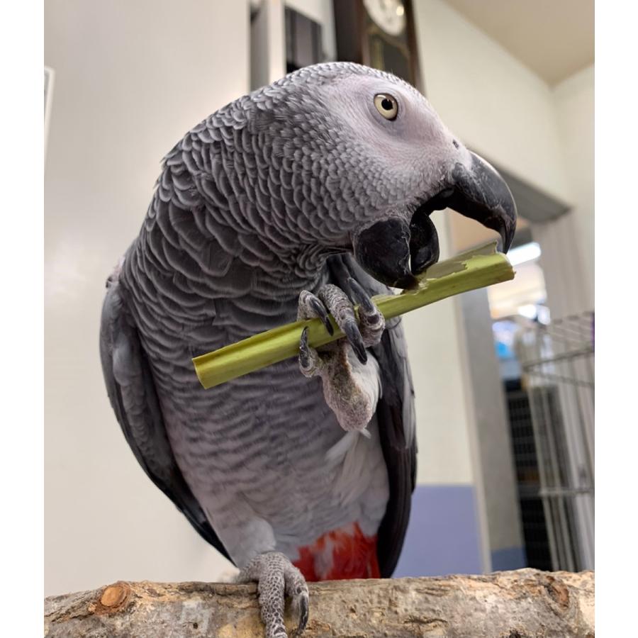 パパイヤの茎 中型インコ 大型インコ 農薬不使用 : カリブベッツラボ