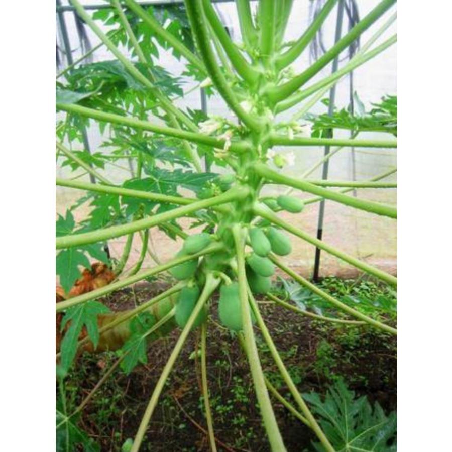 パパイヤの茎 中型インコ 大型インコ 農薬不使用 : カリブベッツラボ