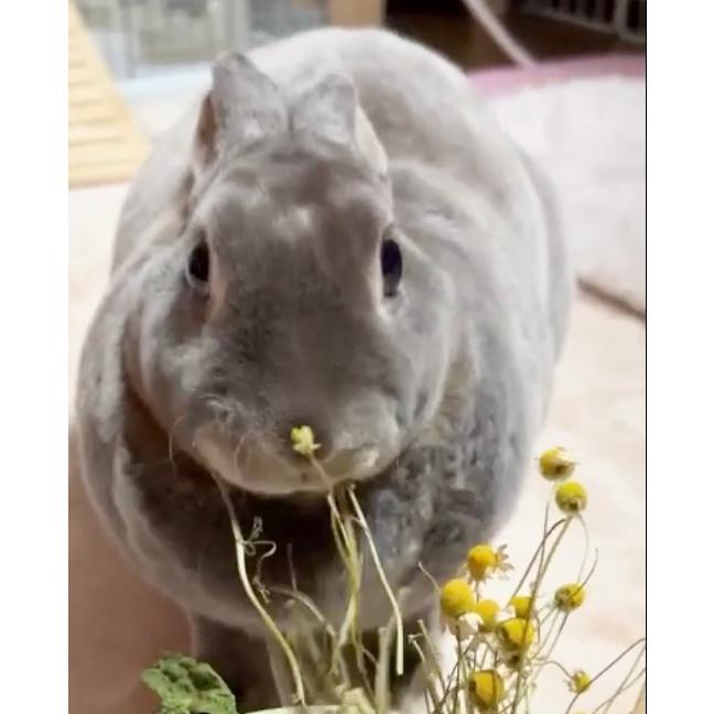 カモミール（乾燥・20g）花のみ 農薬不使用 小動物(ウサギ・チンチラ