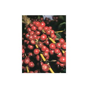コーヒー豆 生豆 ブラジル サントス ニブラ 300g : 珈琲&BEANS 