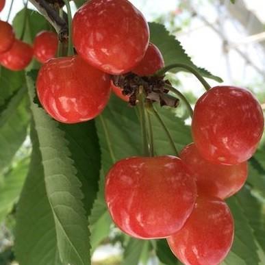 さくらんぼ14 エリア紹介｜さくらんぼこどもキャンパス CLAAPIN SAGAE クラッピンサガエ