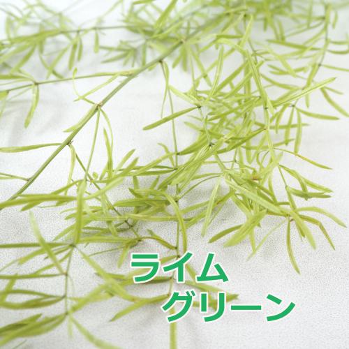 アスパラスプリンゲリー 小分け プリザーブド 完全送料無料 ドライリーフ ハーバリウム 花材 ハンドメイド クラフト ディスプレイ 国産