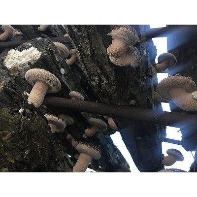完全無農薬 こだわりの原木椎茸（原木しいたけ） 特選Ｌサイズ 1kg |  | 02