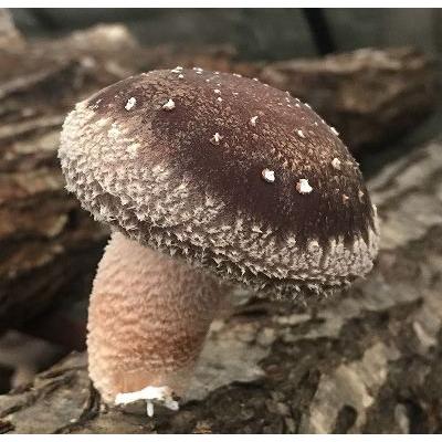 完全無農薬 こだわりの原木椎茸（原木しいたけ） 特選Ｍサイズ 1kg | 