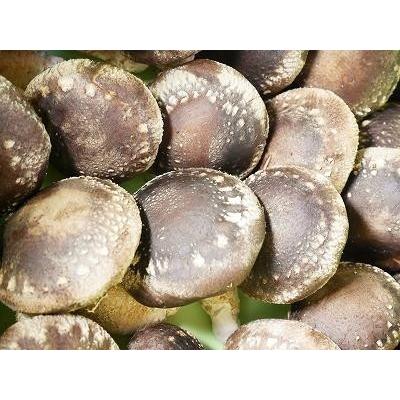 完全無農薬 こだわりの原木椎茸（原木しいたけ） 特選Ｍサイズ 1kg |  | 01