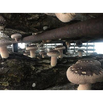 完全無農薬 こだわりの原木椎茸（原木しいたけ） 特選Ｍサイズ 1kg |  | 02