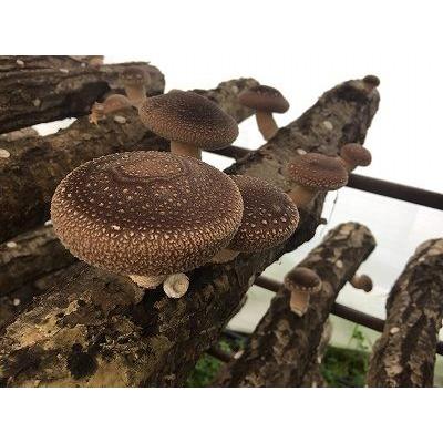 完全無農薬 こだわりの原木椎茸（原木しいたけ） 特選Ｍサイズ 1kg |  | 03