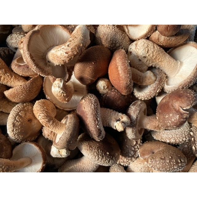 露地栽培 完全無農薬 こだわりの原木椎茸 お得! 無選別 大小混合 1kg |  | 01