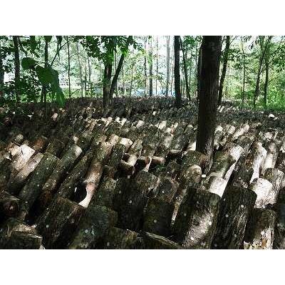 露地栽培 完全無農薬 こだわりの原木椎茸 お得! 無選別 大小混合 1kg |  | 02