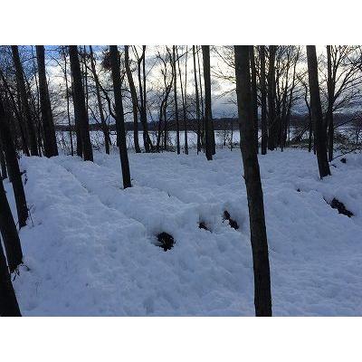 露地栽培 完全無農薬 こだわりの原木椎茸 お得! 無選別 大小混合 1kg |  | 03