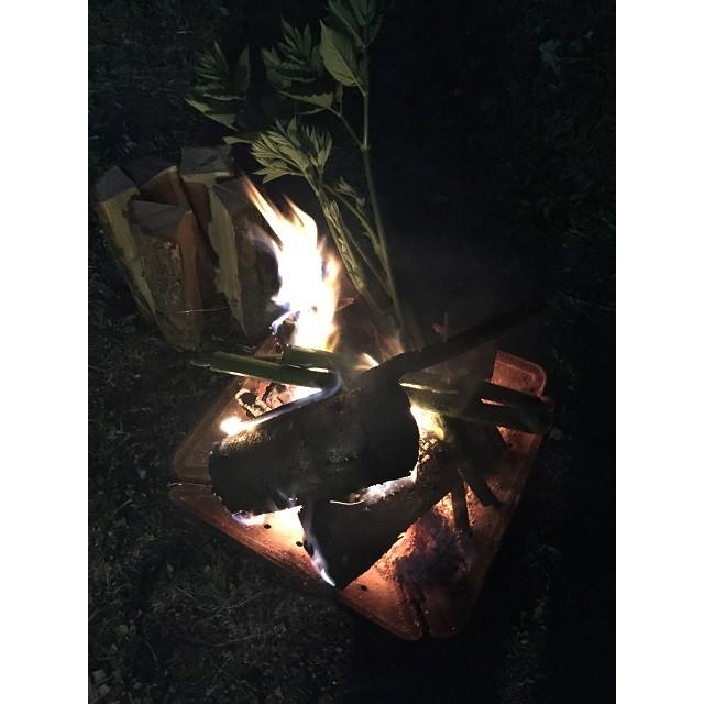 予約開始！山ウド 1kg 北海道山菜 とかち産 天然 朝採り 山うど |  | 02