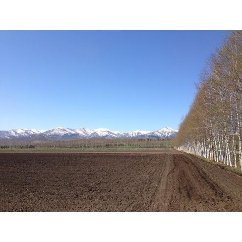 予約開始！山ウド 1kg 北海道山菜 とかち産 天然 朝採り 山うど |  | 04