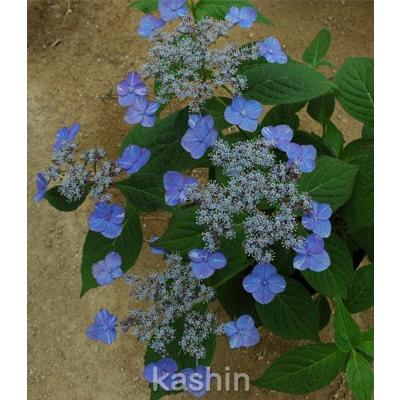 土佐日記 半日陰 ヤマアジサイ ポット苗 1株 500 104 季節の花 花心 ヤフー店 通販 Yahoo ショッピング