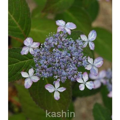 雷光 半日陰 ヤマアジサイ ポット苗 1株 500 109 季節の花 花心 ヤフー店 通販 Yahoo ショッピング