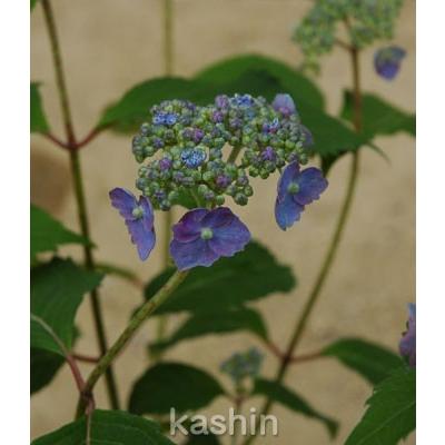 山陰の花 半日陰 ヤマアジサイ ポット苗 1株 500 114 季節の花 花心 ヤフー店 通販 Yahoo ショッピング