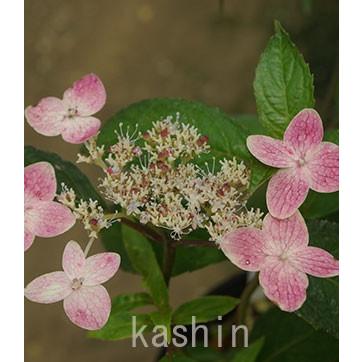 霧の夕映え 半日陰 ヤマアジサイ ポット苗 1株 500 249 季節の花 花心 ヤフー店 通販 Yahoo ショッピング