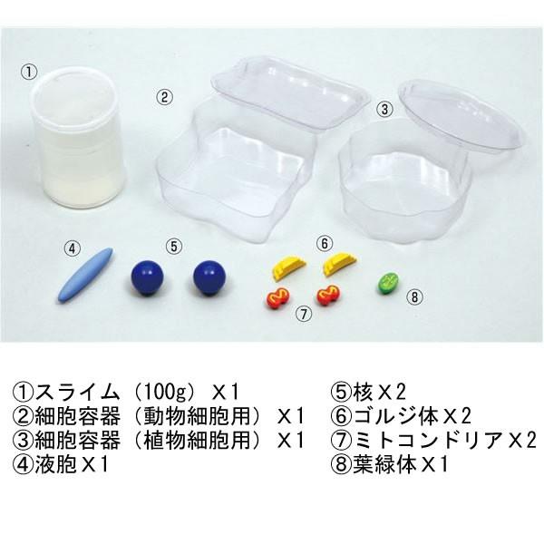 今季も再入荷 自由研究 キット 小学生 スライムで作ろう 細胞モデル 夏休み 工作 自由工作 理科 実験 観察 知育 教材 実験器具 子供 Babylonrooftop Com Au